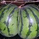 Image for article titled Hiney Pumpin': "We Researched, We Studied, We Bought Supplies."